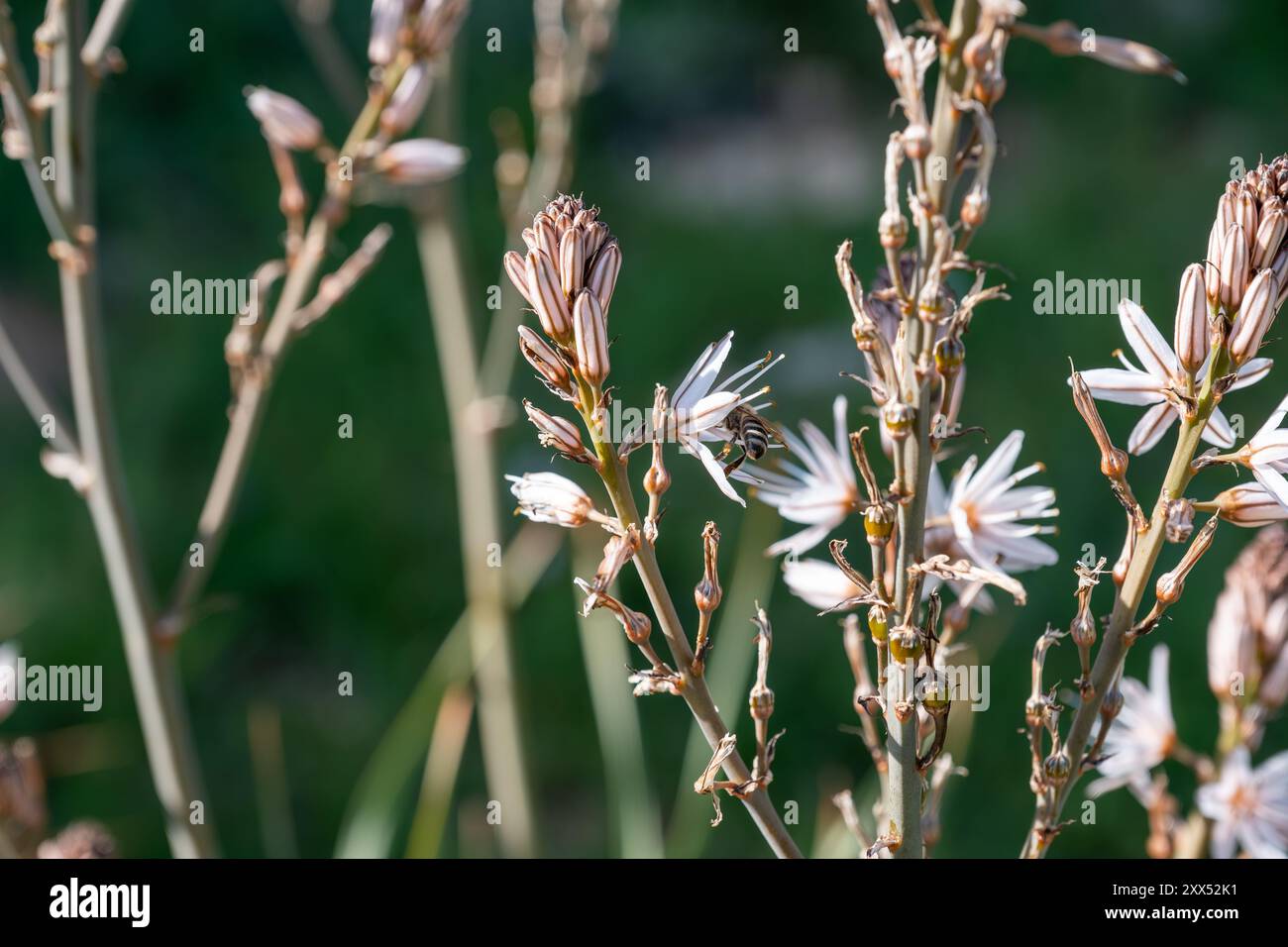 Gros plan de plantes à fleurs avec des fleurs blanches et roses. Une abeille pollinise une fleur, avec un fond flou, mettant en évidence le premier plan Banque D'Images