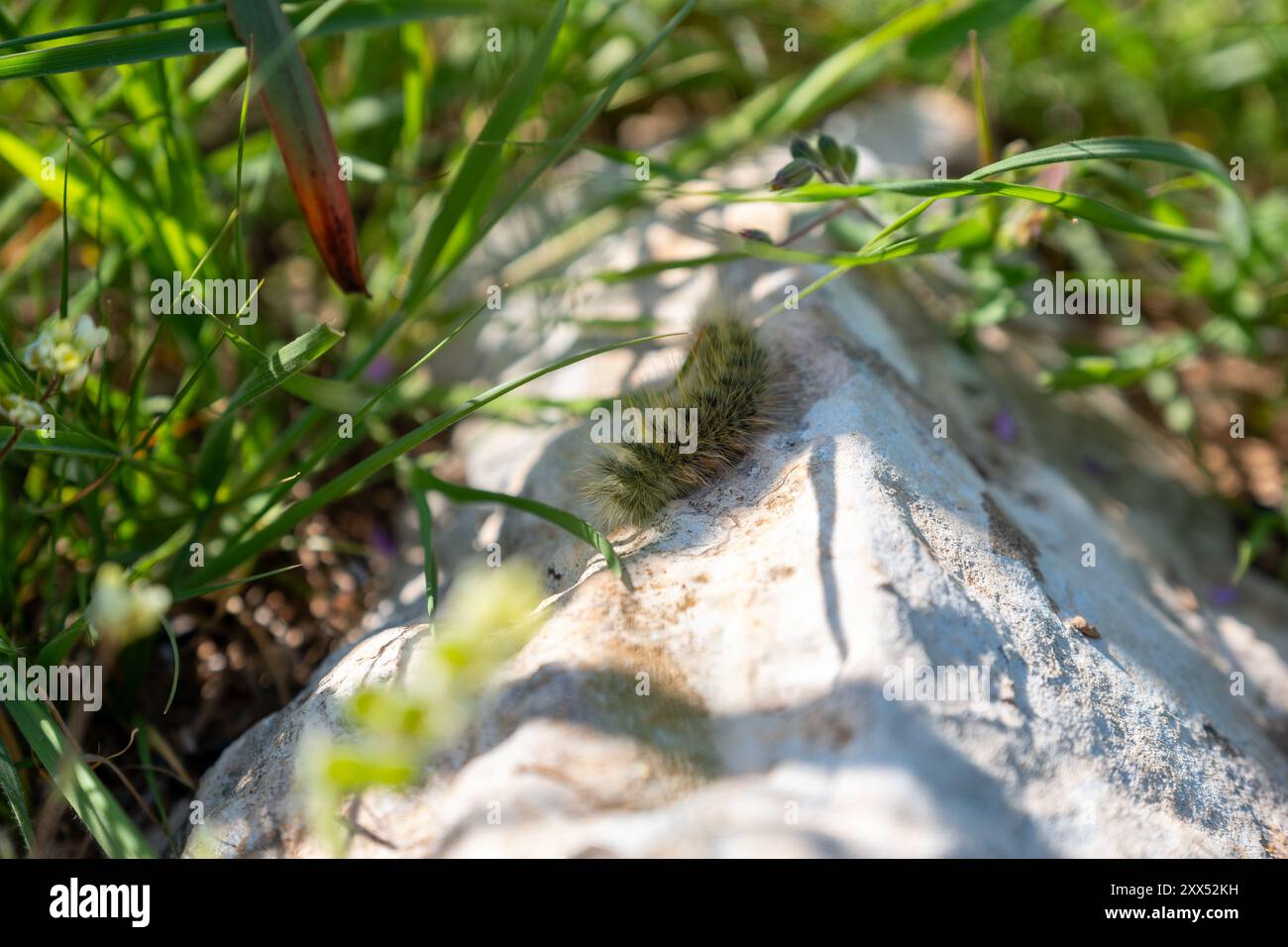 Une chenille reposant sur un rocher entouré d'herbe, se fondant dans son environnement naturel, mettant en valeur les premières étapes de son cycle de vie Banque D'Images