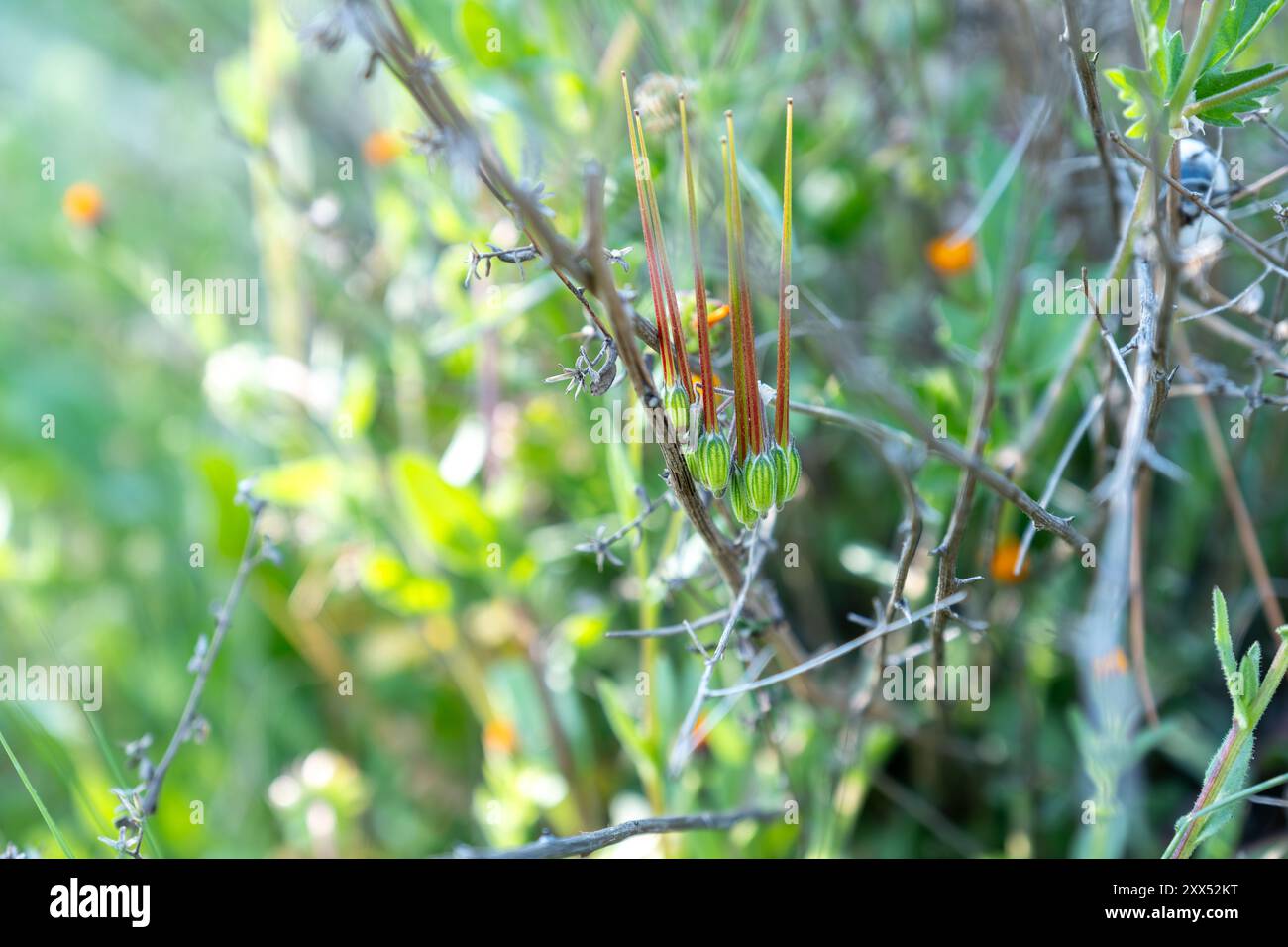 Une fleur sauvage connue pour ses gousses de graines spirales ressemblant à un bec de cigogne, trouvée dans divers habitats, souvent considérés comme envahissants, avec des médicaments et des comestibles Banque D'Images