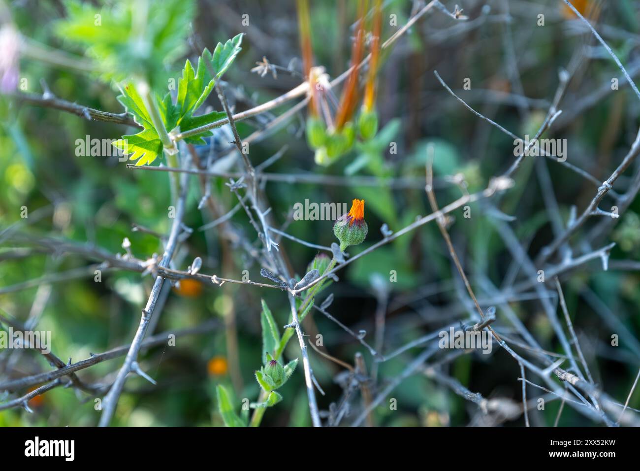 Une petite fleur sauvage orange avec un bourgeon vert flou, généralement trouvé dans les champs et les prairies, connu pour sa couleur vibrante et ses utilisations médicinales Banque D'Images