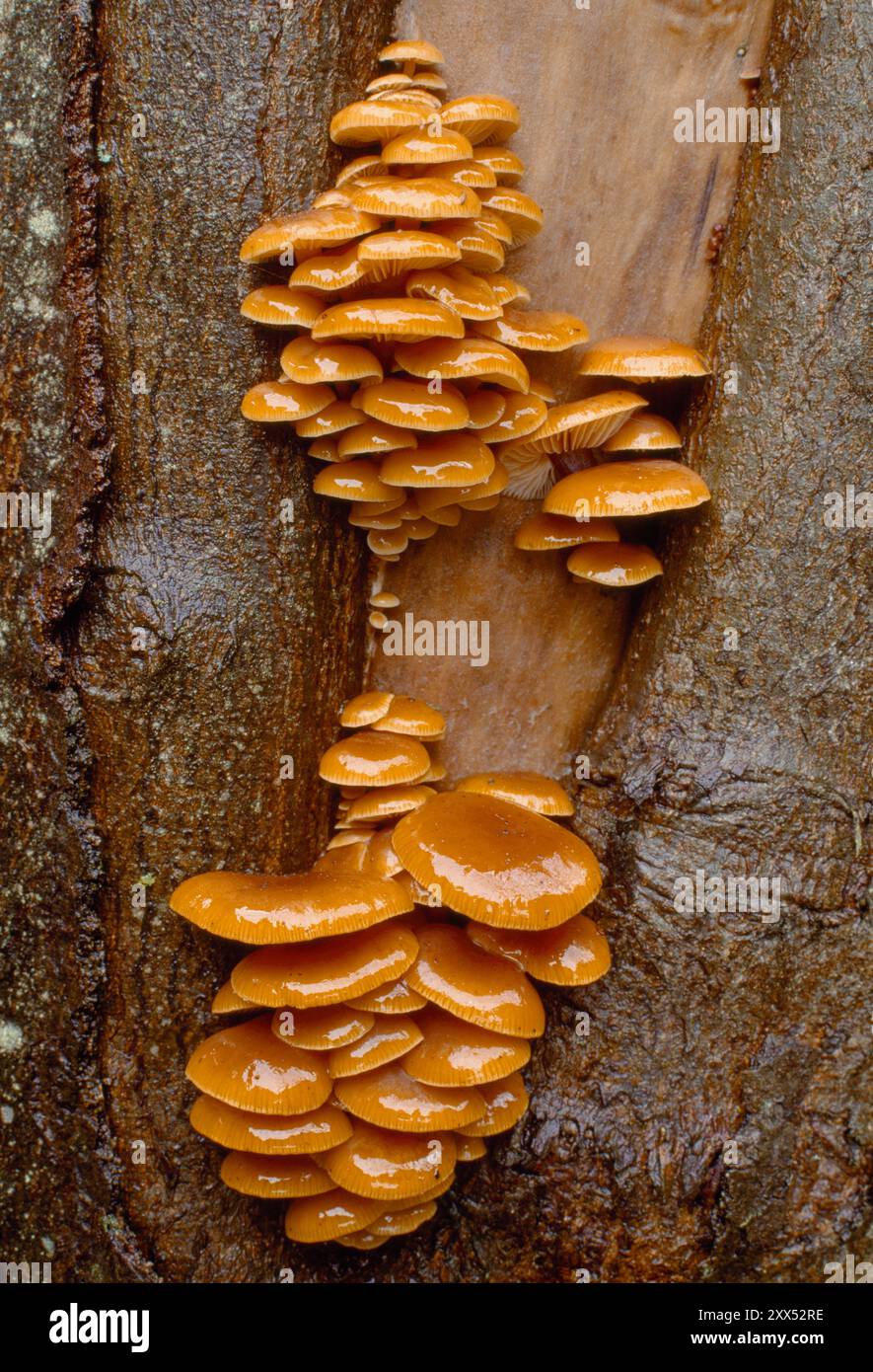 Grappe de champignons de la tige de velours / champignons d'hiver (Flammulina velutipes) poussant sur l'orme (Ulmus glabra) en hiver, Berwickshire, Écosse Banque D'Images