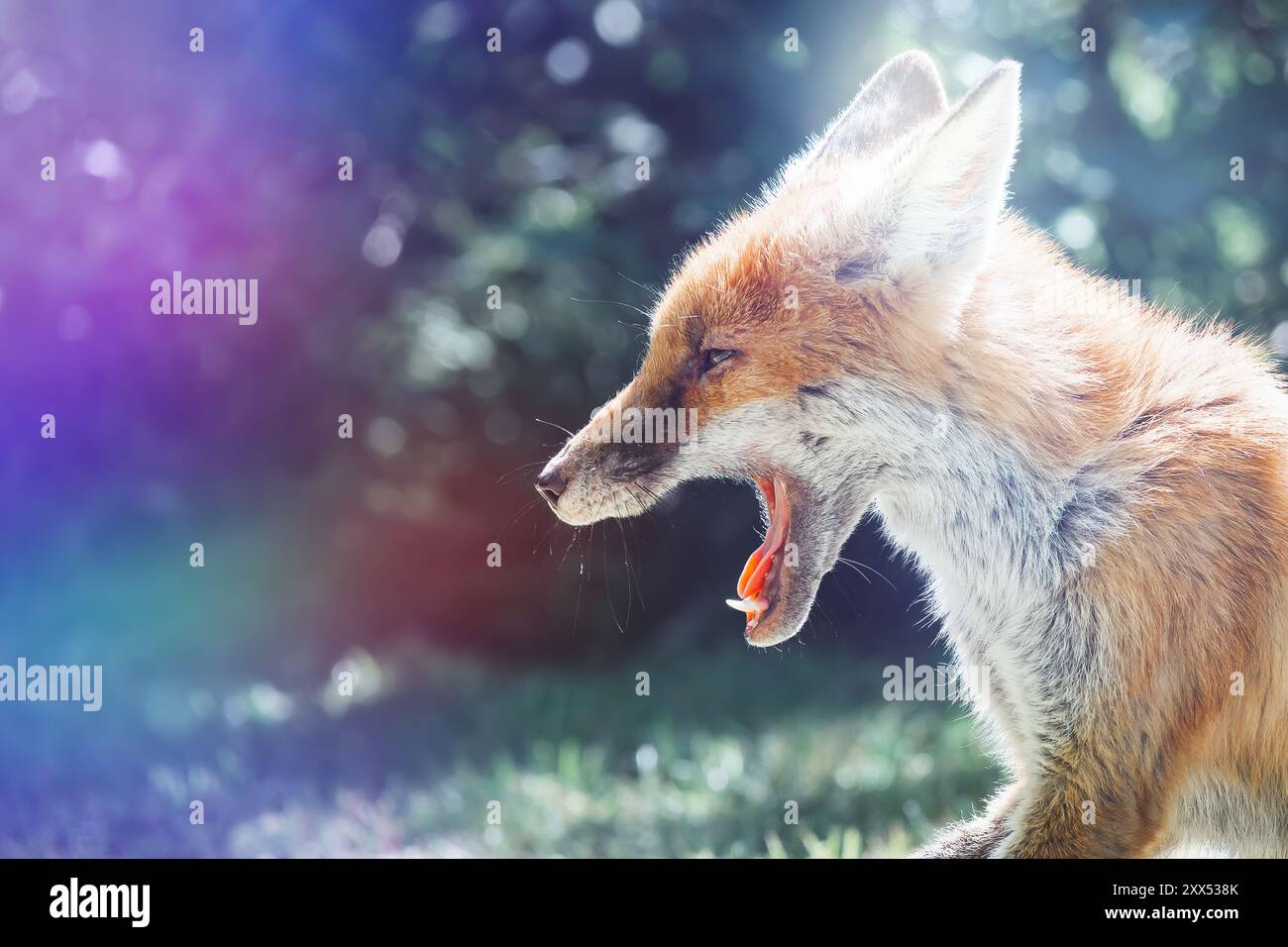 Fox bâillant. Portrait d'un renard roux juvénile, Vulpes vulpes. Jeune animal dans la nature. Banque D'Images