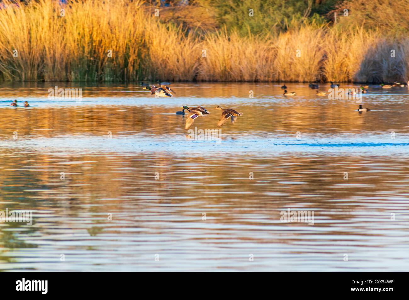 Canards volant au-dessus de l'étang à la réserve riveraine de Water Ranch à Gilbert, Arizona. Banque D'Images