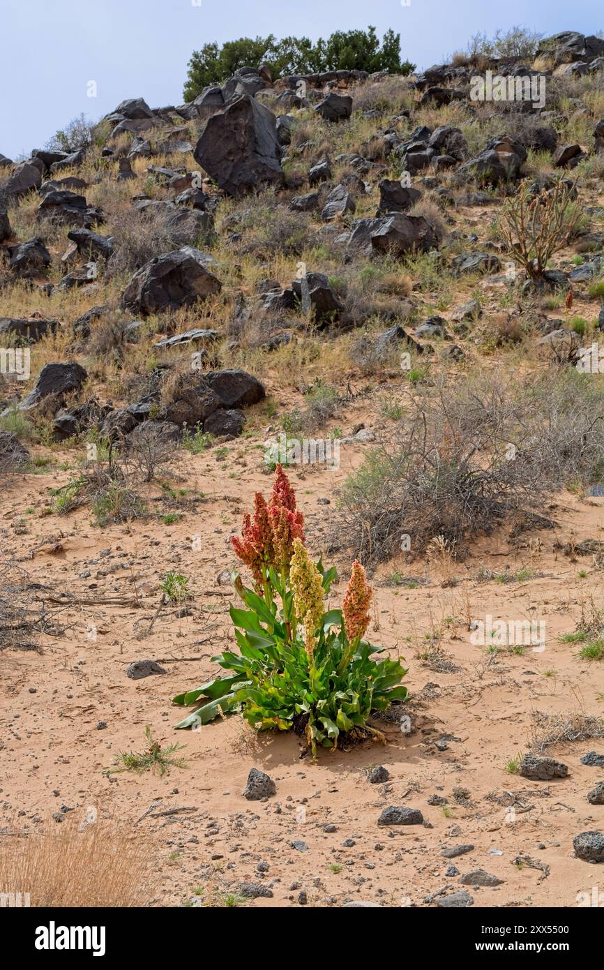 La rhubarbe sauvage prospère dans un climat aride parmi les collines de rochers de basalte du Petroglyph National Monument à l'extérieur d'Albuquerque Nouveau-Mexique Banque D'Images