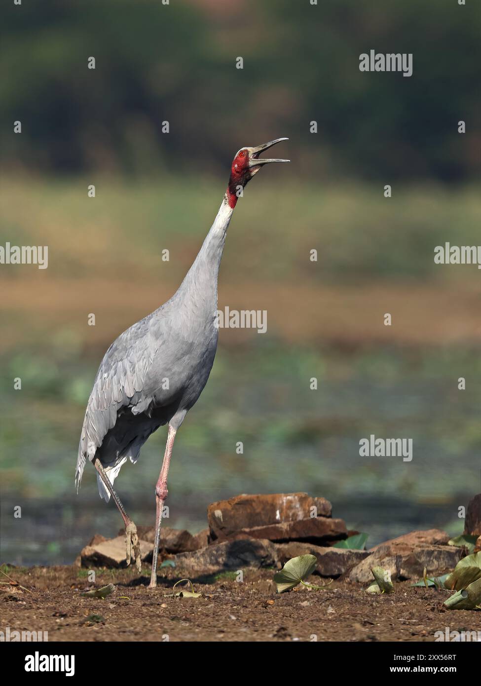 Une grande grue non migratrice trouvée dans certaines parties du sous-continent indien, en Asie du Sud-est et dans le nord de l'Australie. Le plus grand des oiseaux volants. Banque D'Images