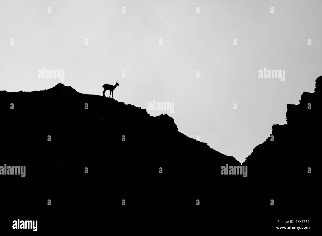 une silhouette d'un chamois sur une crête de montagne sombre contre un ciel lumineux cela ressemble à une illustration Banque D'Images