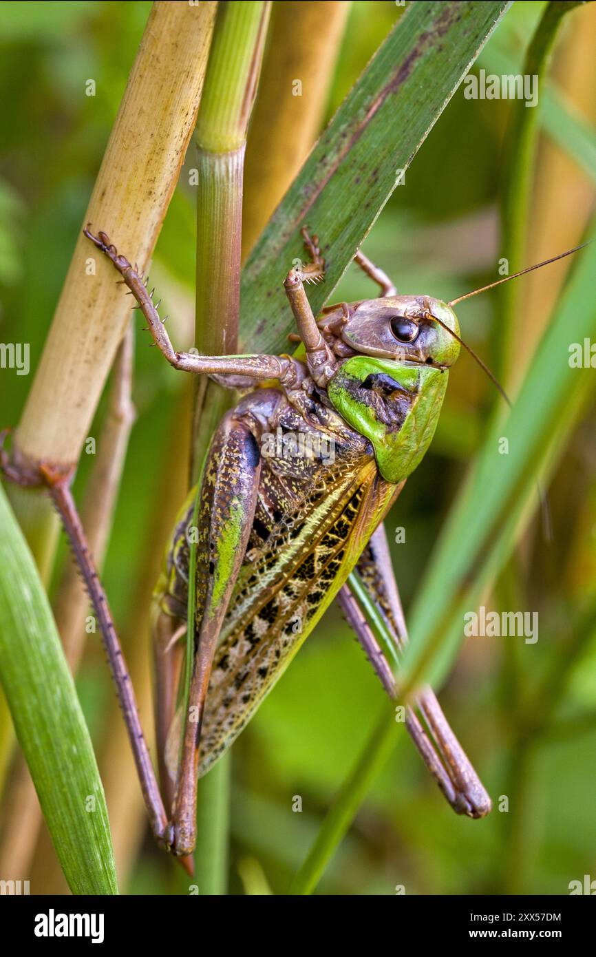 gros plan d'une sauterelle féroce vert-brun de l'espèce verrue-mordante sur un brin d'herbe Banque D'Images