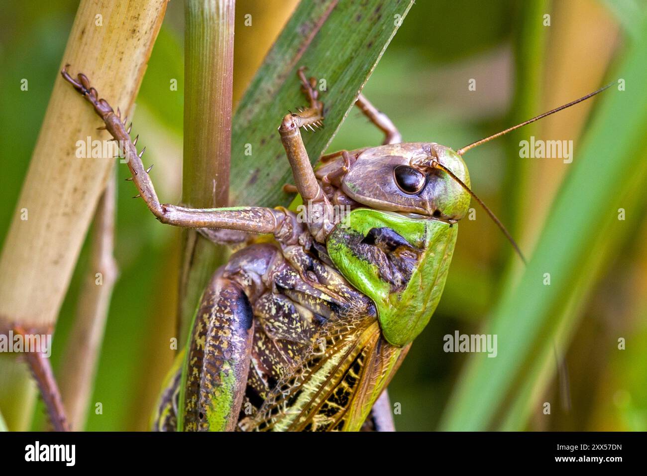 gros plan d'une sauterelle féroce vert-brun de l'espèce verrue-mordante sur un brin d'herbe Banque D'Images
