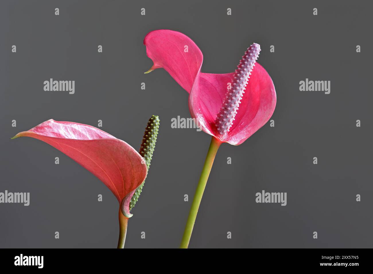 vue latérale de deux fleurs de flamant rose avec fond gris Banque D'Images