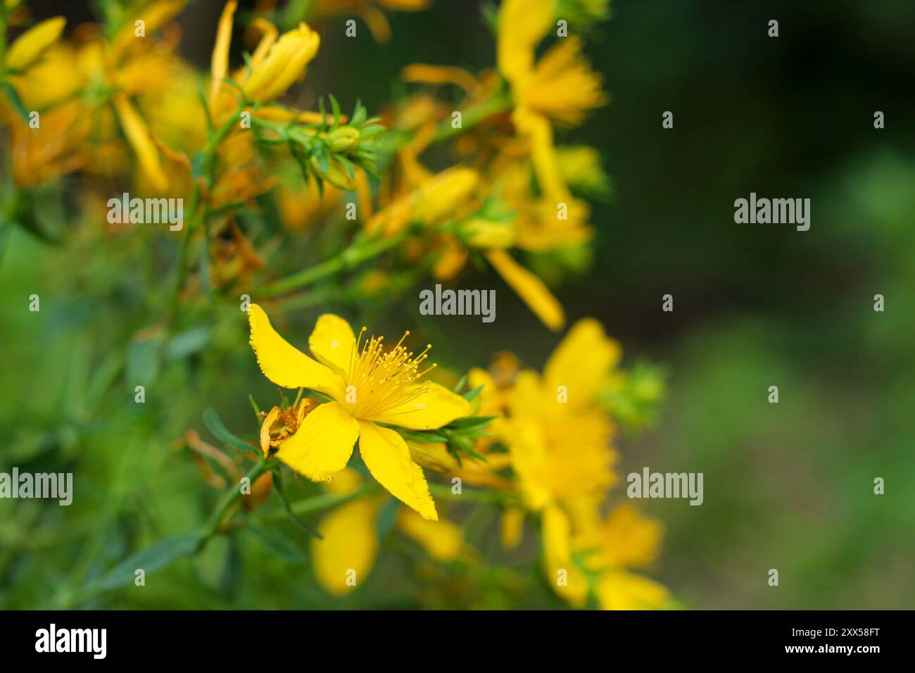 Floraison Plante de millepertuis (Hypericum perforatum) dans la nature. Banque D'Images