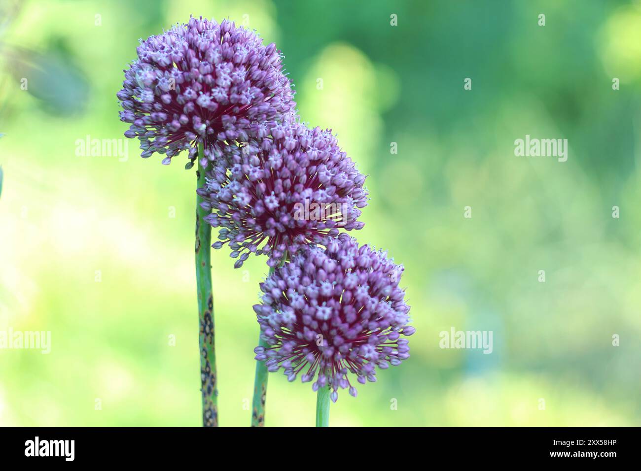 Allium sphaerocephalon, connu sous le nom d'ail de serpent, est un type d'oignon appartenant à la famille des Amaryllidaceae. Gros plan sur la plante fleurie. Banque D'Images
