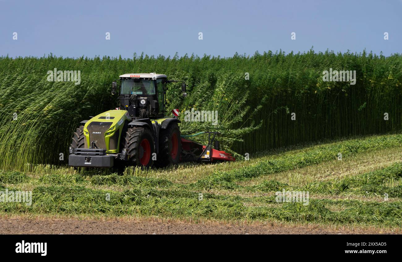 Nutzhanf Ernte am Niederrhein cannabis-Ernte am Niederrhein : mit einem speziellen Anbaugerät der Firma Wittrock wird die sorte cannabis sativa mit dem Claas Xerion 4000 Traktor geerntet. Cannabis sativa ist eine reine Nutzpflanze und nicht für den Konsum geeignet. Nutzhanf bietet ideale Eigenschaften für den ökologischen Landbau. Krefeld Egelsberg Deutschland Nordrhein-Westfalen / NRW *** récolte du cannabis sur le Rhin inférieur récolte du cannabis sur le Rhin inférieur la variété cannabis sativa est récoltée avec un cultivateur spécial de Wittrock en utilisant le tracteur Claas Xerion 4000 cannabis sati Banque D'Images