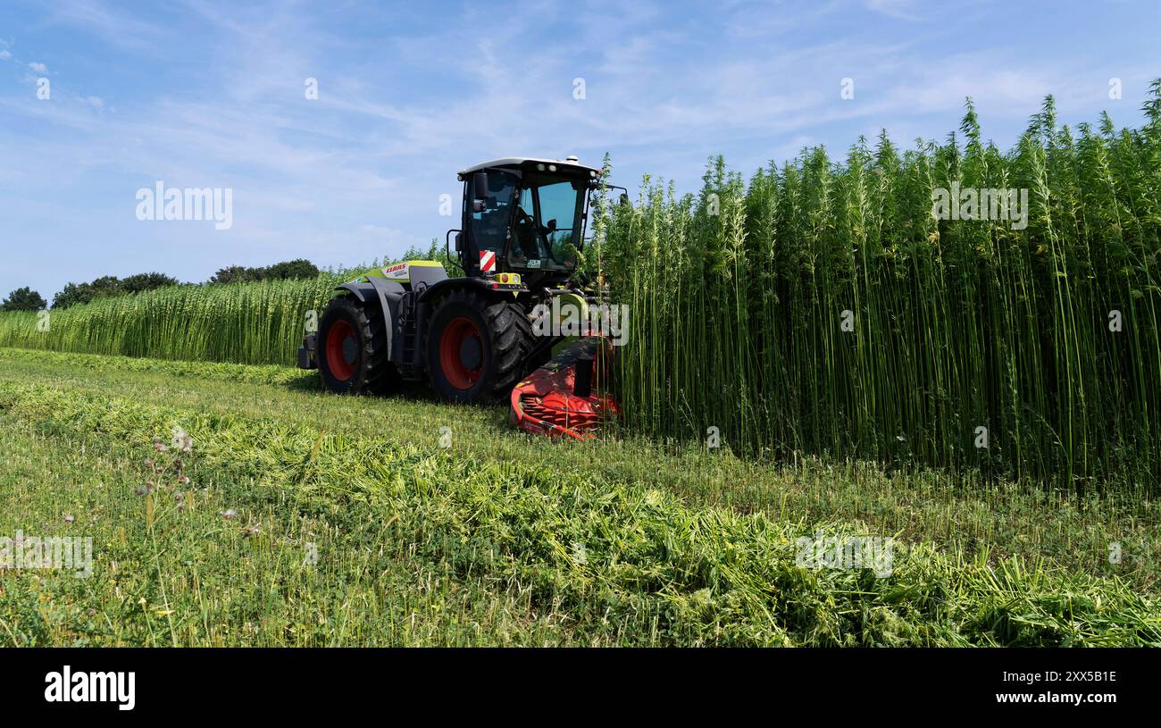 Nutzhanf Ernte am Niederrhein cannabis-Ernte am Niederrhein : mit einem speziellen Anbaugerät der Firma Wittrock wird die sorte cannabis sativa mit dem Claas Xerion 4000 Traktor geerntet. Cannabis sativa ist eine reine Nutzpflanze und nicht für den Konsum geeignet. Nutzhanf bietet ideale Eigenschaften für den ökologischen Landbau. Krefeld Egelsberg Deutschland Nordrhein-Westfalen / NRW *** récolte du cannabis sur le Rhin inférieur récolte du cannabis sur le Rhin inférieur la variété cannabis sativa est récoltée avec un cultivateur spécial de Wittrock en utilisant le tracteur Claas Xerion 4000 cannabis sati Banque D'Images