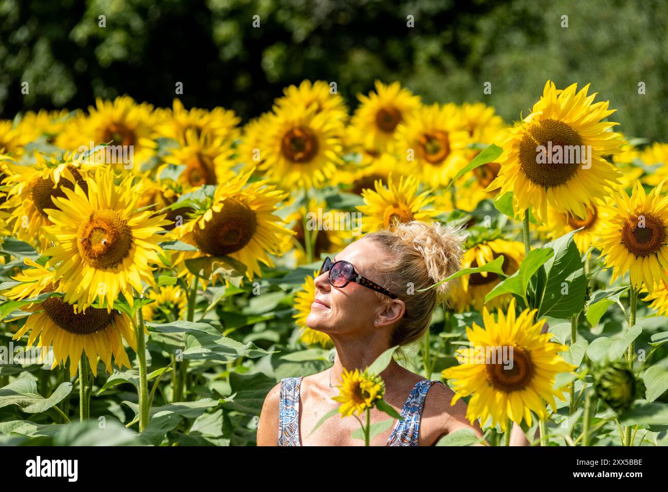 Turners Hill, 21 août 2024 : Alison Samways de Croxley Green dans le Hertfordshire profitant du festival annuel du tournesol à Tulley's Farm dans le Sussex Banque D'Images