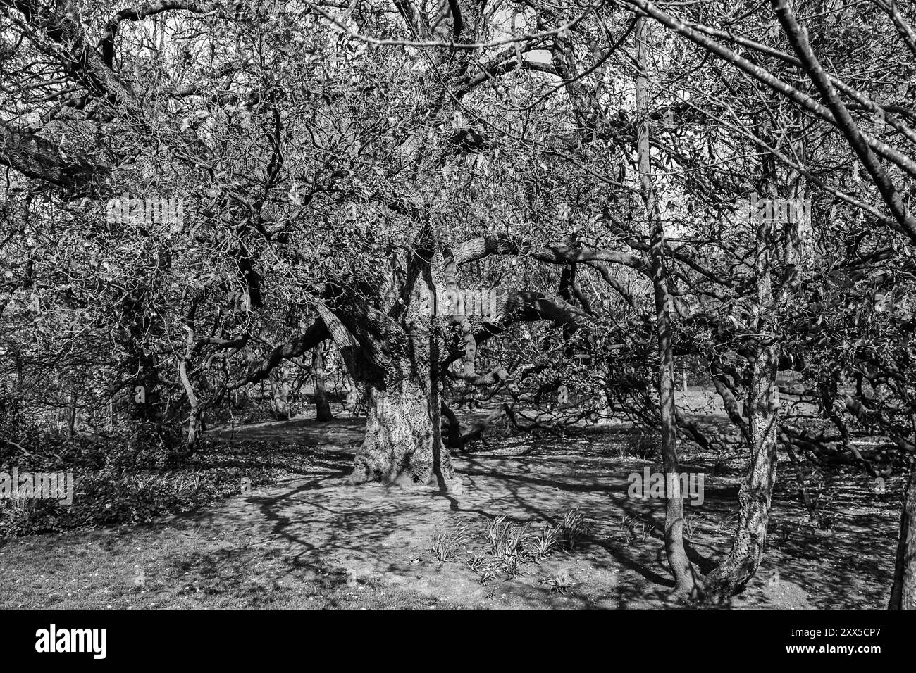 Vieux grand arbre avec un très grand, majestueux, gigantesque tronc et de longues branches courbes. Un arbre commémoratif centenaire. Charmant Banque D'Images