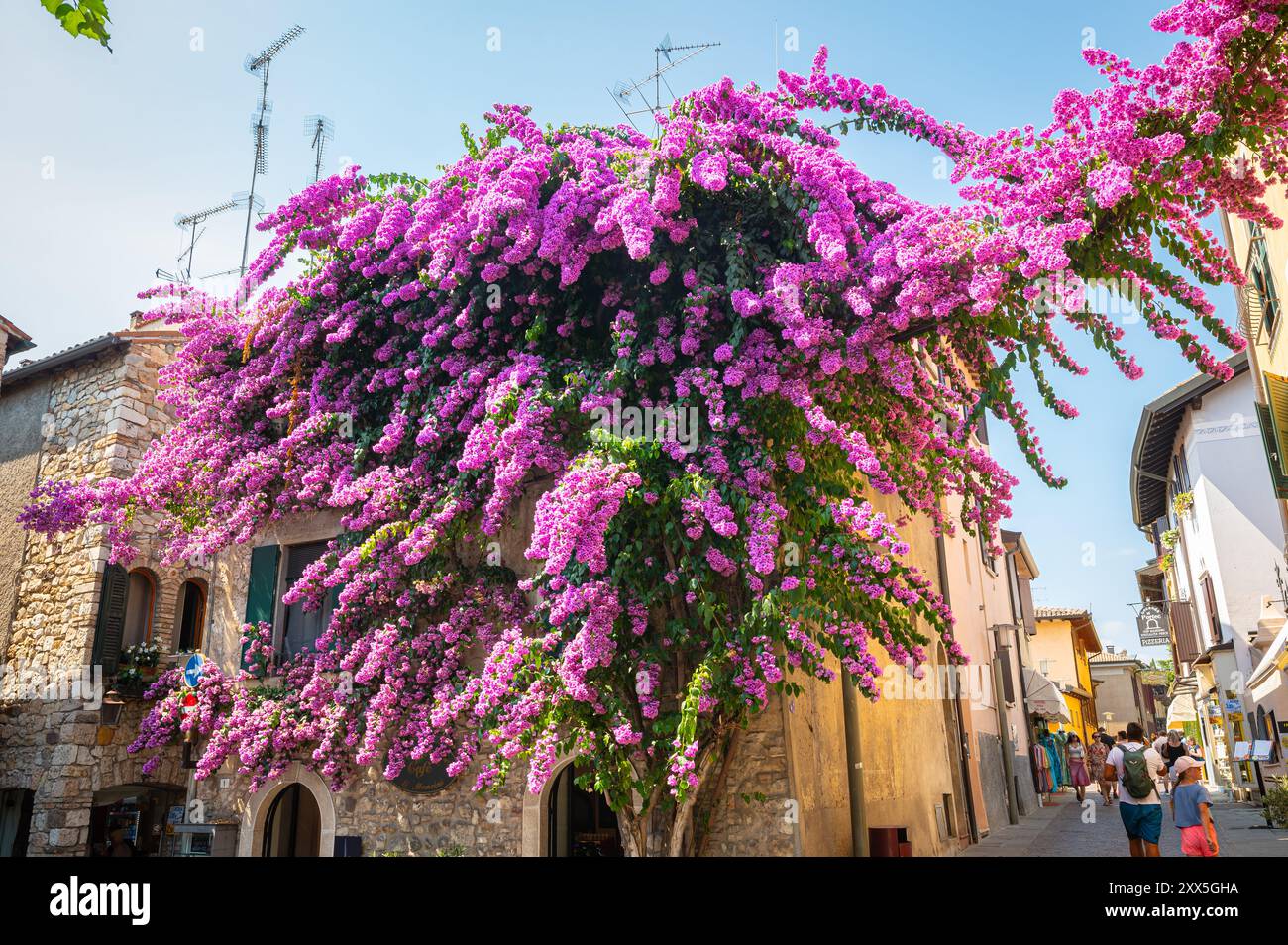 Vue imprenable sur un grand arbre Bougainvillea avec des fleurs violettes contre un vieux bâtiment dans la ville historique de Sirmione près du lac de Garde, Italie Banque D'Images