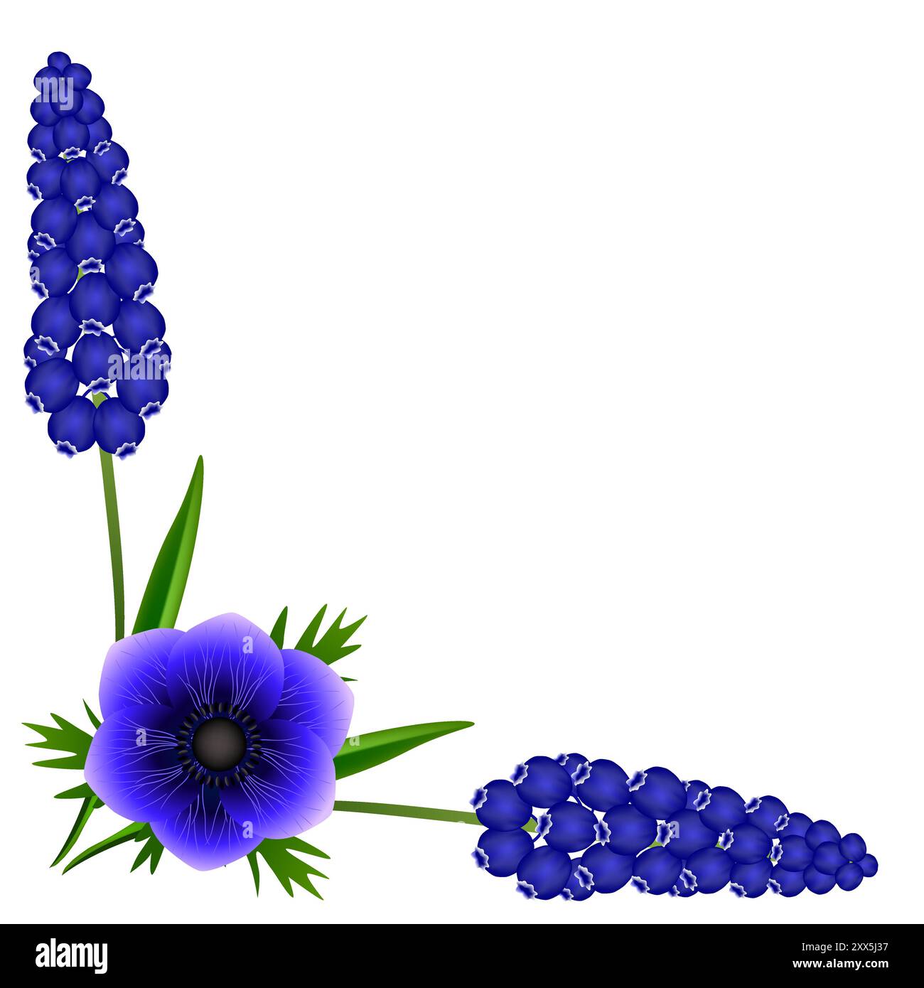 Coin avec jacinthes de raisins bleus muscariniques et fleur d'anémone sur fond blanc. Illustration de Vecteur