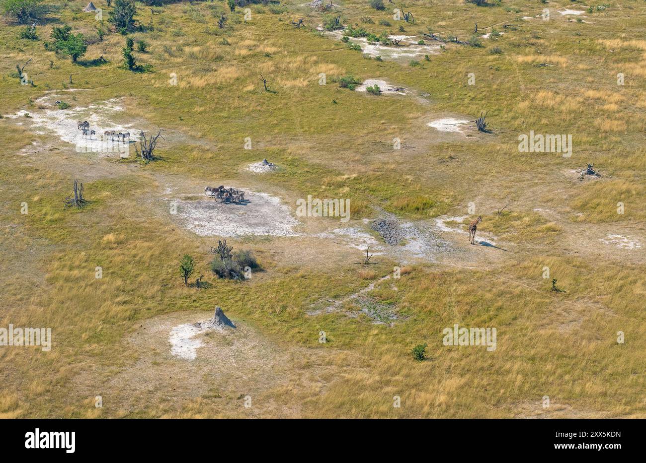 Girafe et zèbre dans le delta de l'Okavango au Botswana Banque D'Images