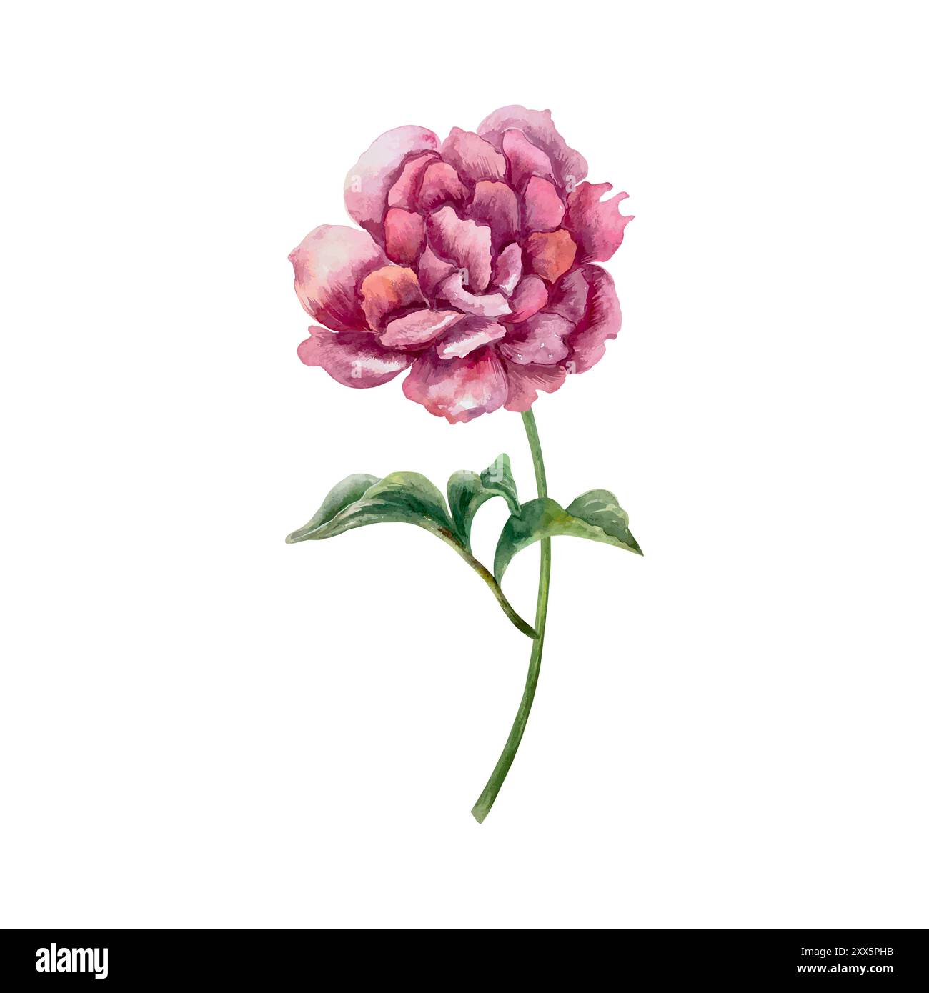Aquarelle pivoine. Illustration vectorielle dessinée à la main d'une belle fleur Bourgogne avec des feuilles et une tige. Pour la conception de cartes de voeux, invita de mariage Illustration de Vecteur