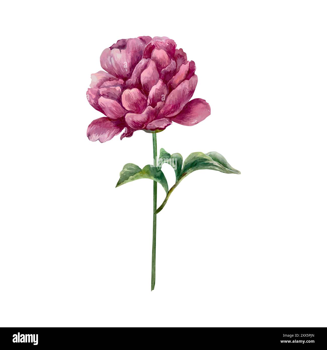 Aquarelle pivoine. Fleur fleurie avec feuilles et tige. Illustration vectorielle dessinée à la main. Pour la conception de cartes de voeux, invitations de mariage et larg Illustration de Vecteur