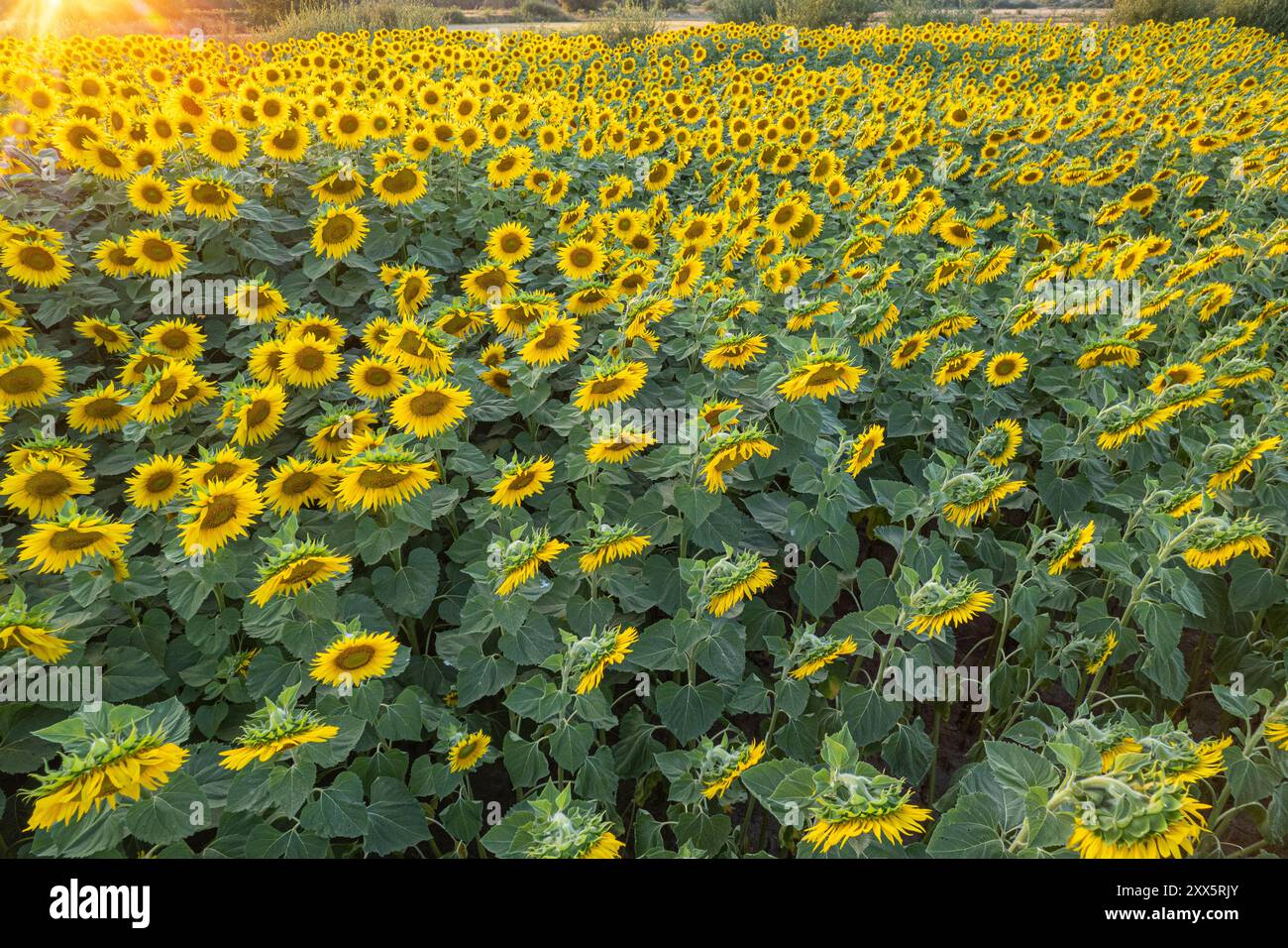 vue de dessus d'un champ de tournesol au coucher du soleil, photographie d'un drone Banque D'Images