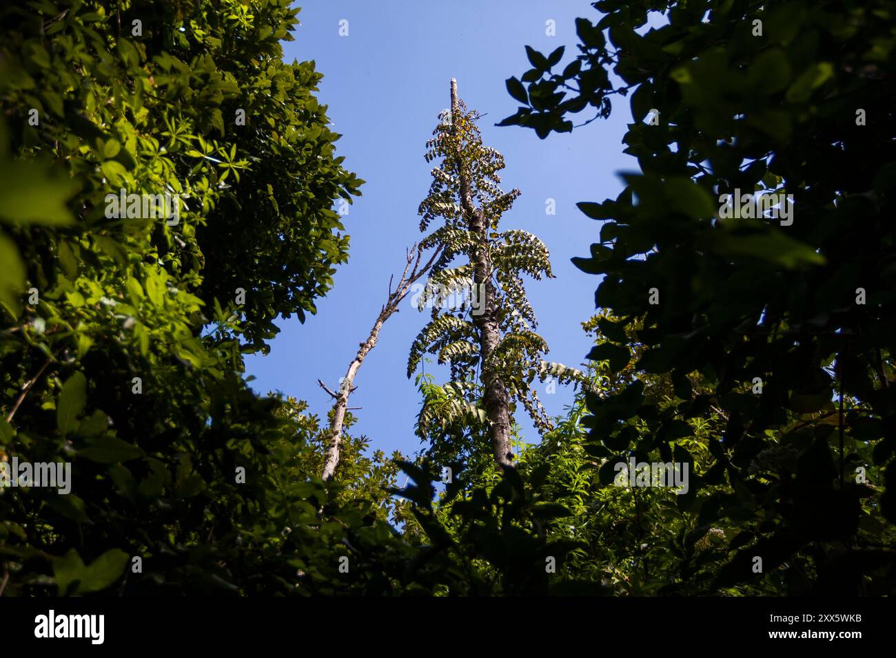 Réserve naturelle de Los Tilos de Moya, Espagne Banque D'Images