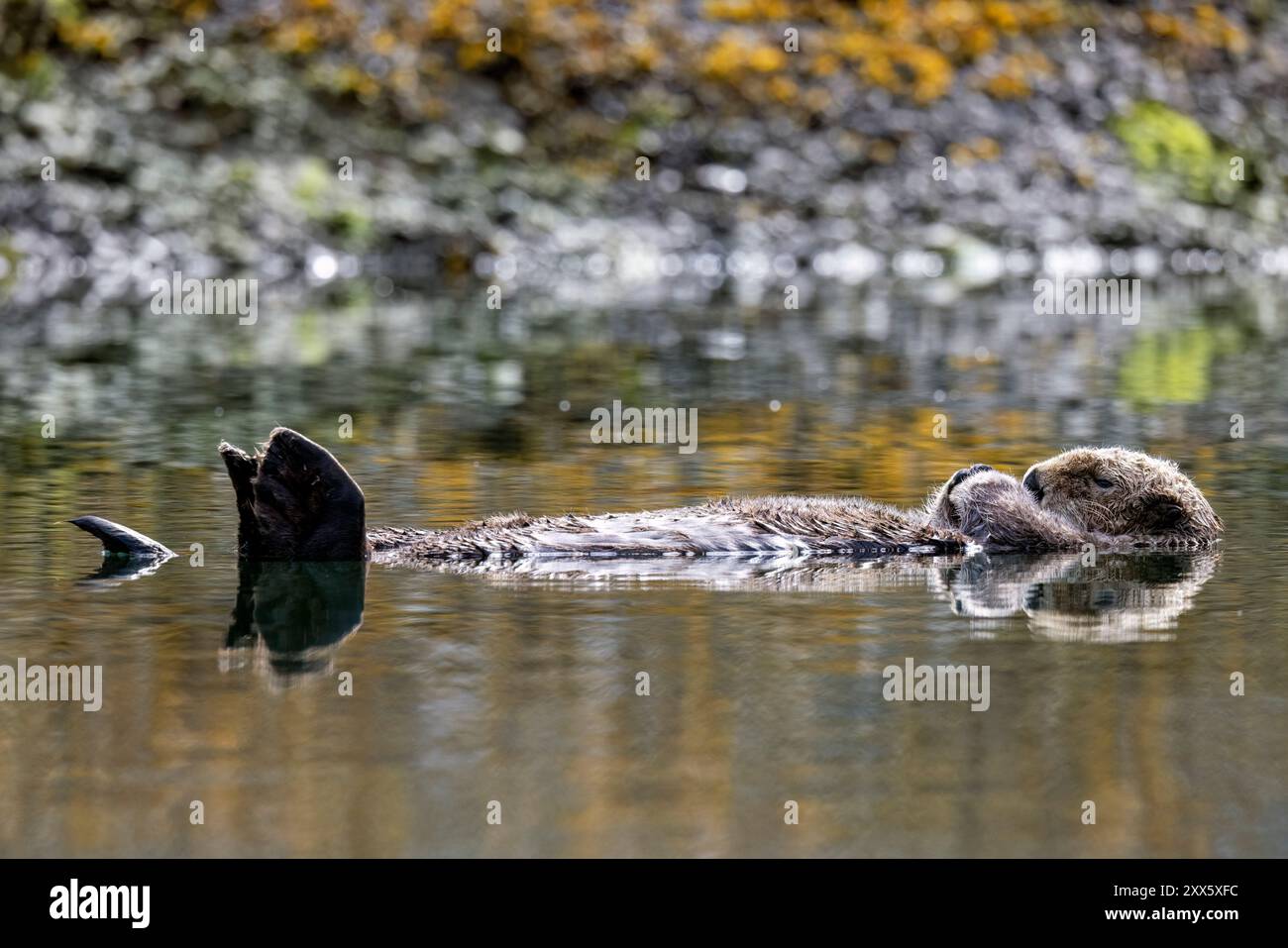 Loutre de mer (Enhydra lutris) flottant sur l'eau - Homer, Alaska Banque D'Images