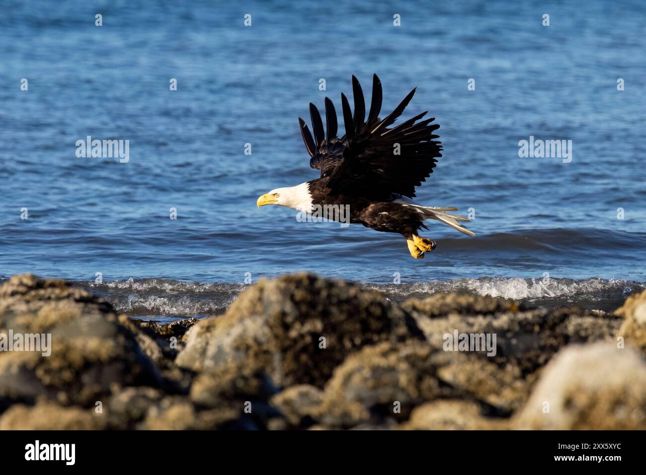 Aigle à tête blanche (Haliaeetus leucocephalus) dans la baie de Kachemak - Homer, Alaska Banque D'Images