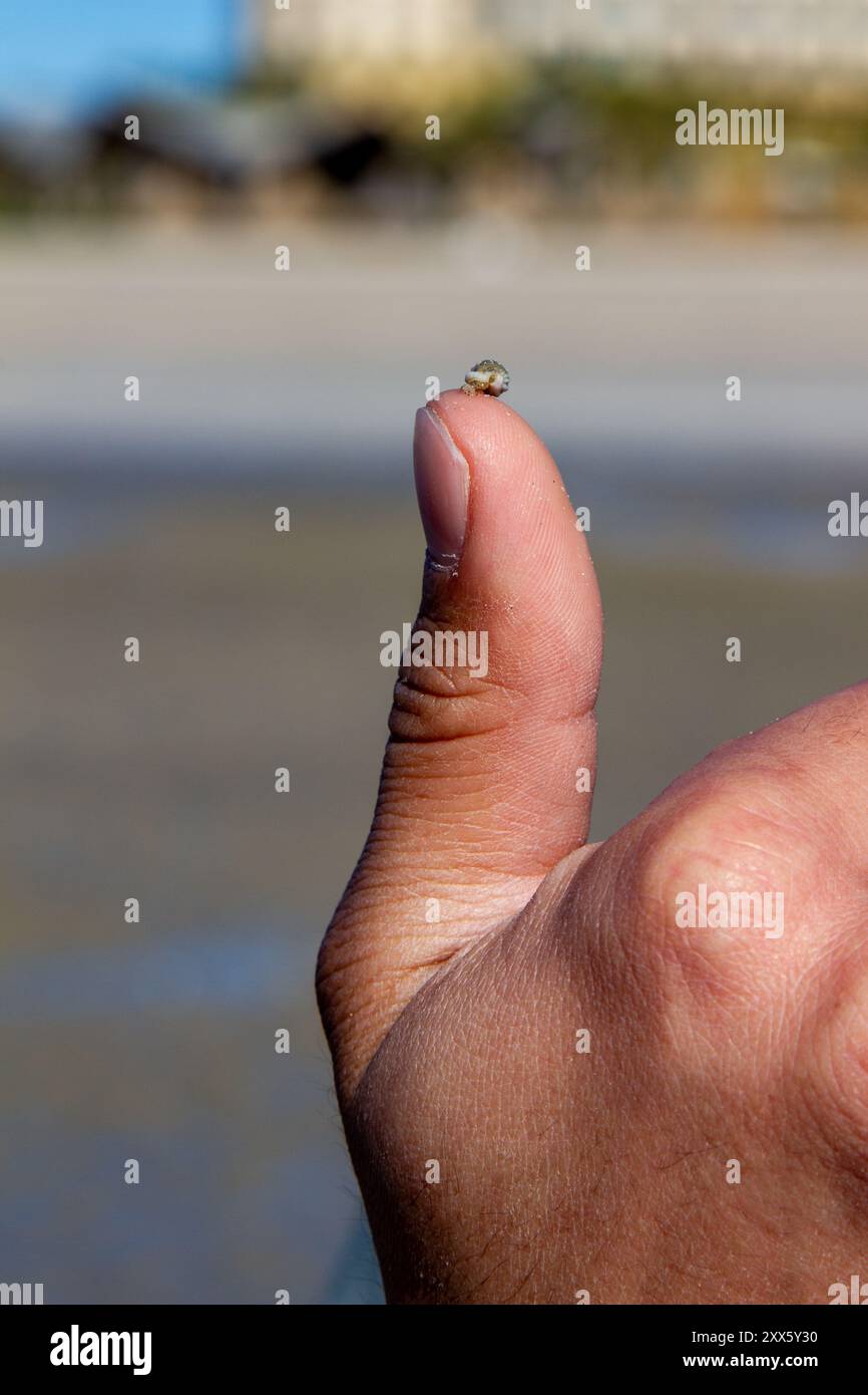 Un minuscule escargot de mer sur le pouce d'une personne. Banque D'Images