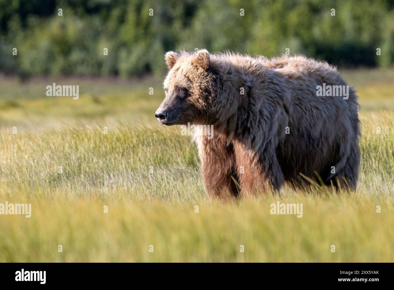 Coastal Brown Bear - Brown Bear Bay, Chinitna Bay, près du parc national et réserve de Lake Clark, Alaska Banque D'Images