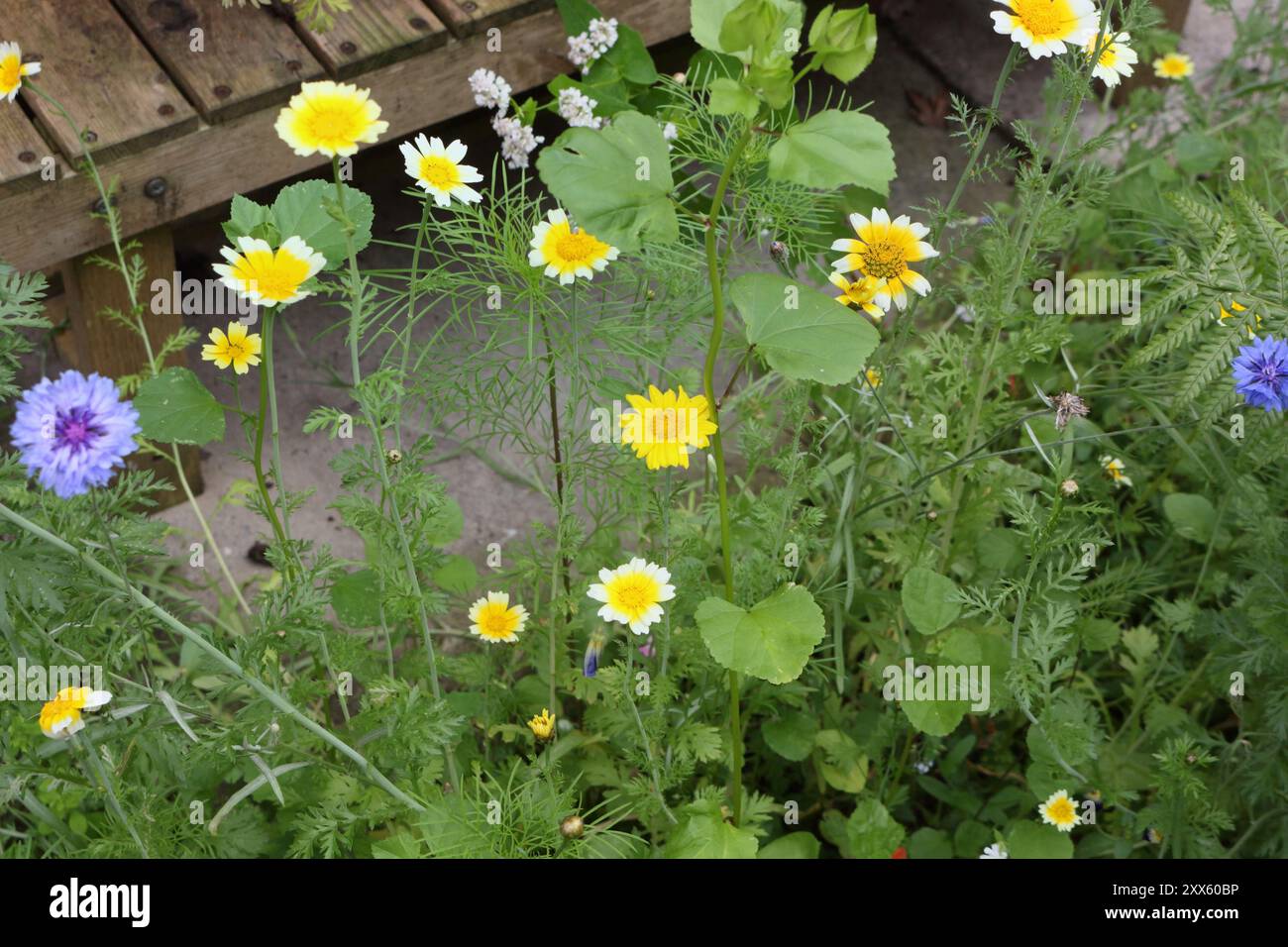 Un assortiment de fleurs sauvages poussant dans le jardin, y compris des fleurs de Marguerite de la Couronne Banque D'Images