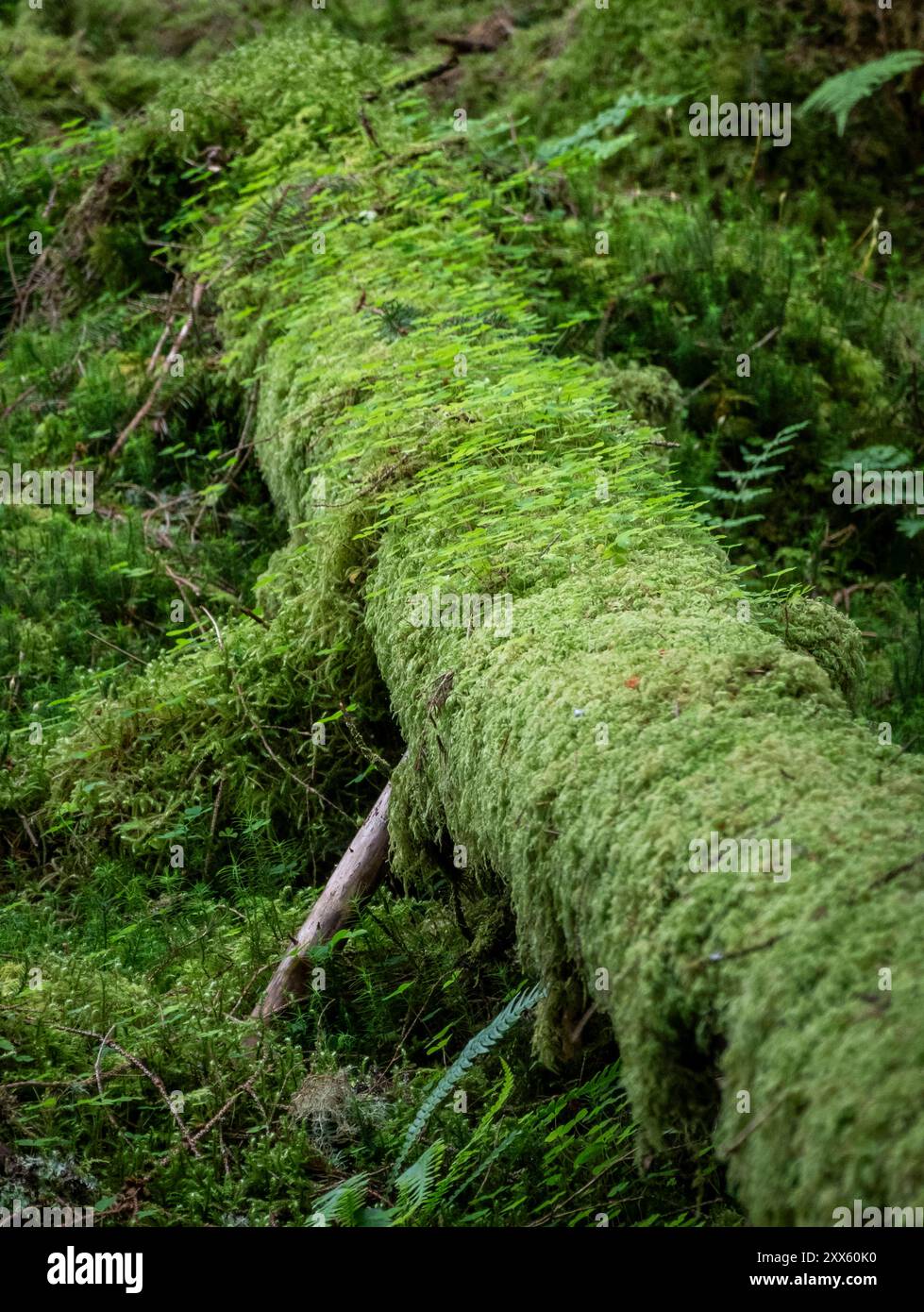 Schottland : Verwunschene Natur. - Zur grünen Landschaft nördlich von Glasgow gehören auch dichte, mit Moos bedeckte Wälder. Glasgow Schottland Großbri Banque D'Images