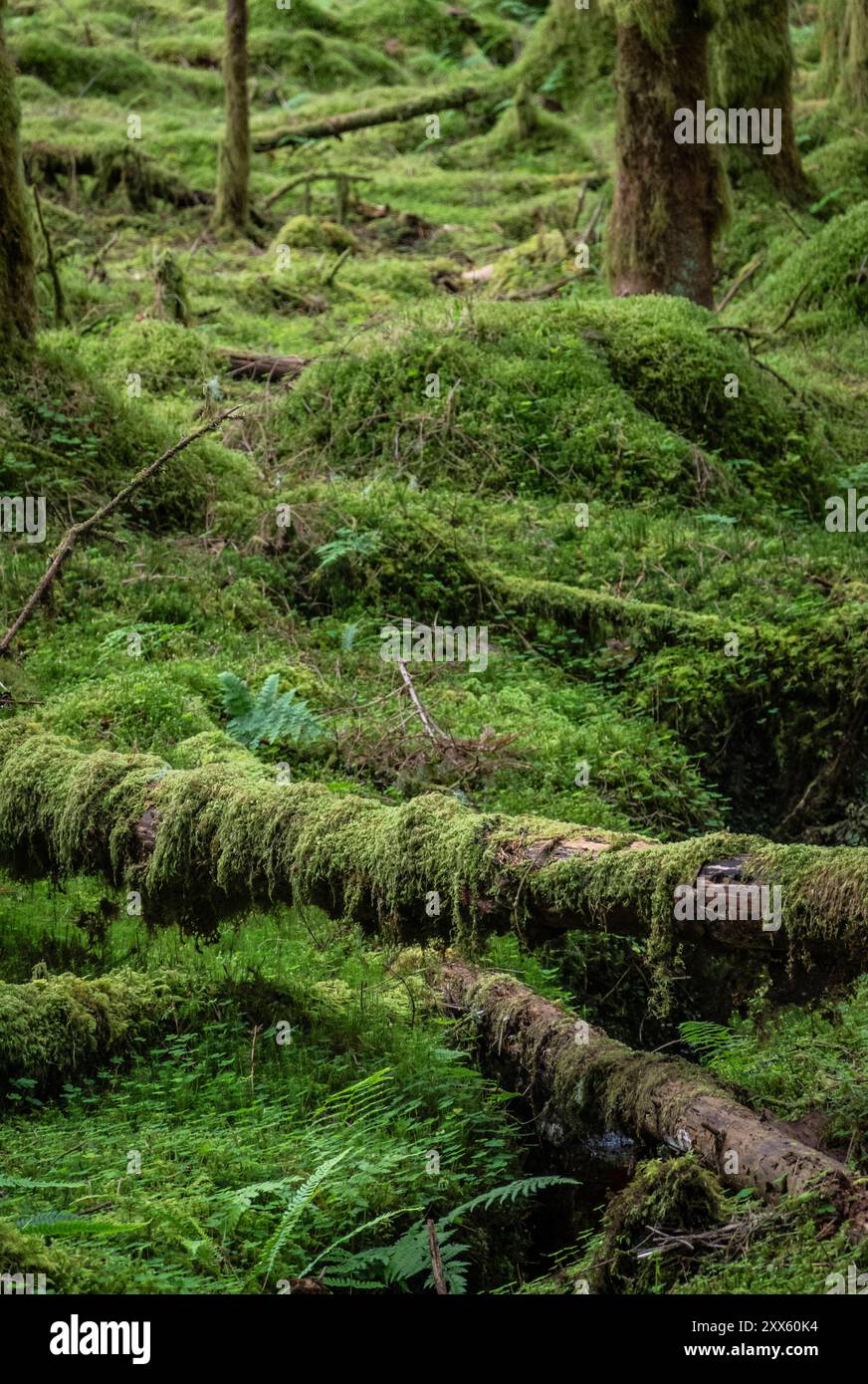 Schottland : Verwunschene Natur. - Zur grünen Landschaft nördlich von Glasgow gehören auch dichte, mit Moos bedeckte Wälder. Glasgow Schottland Großbri Banque D'Images