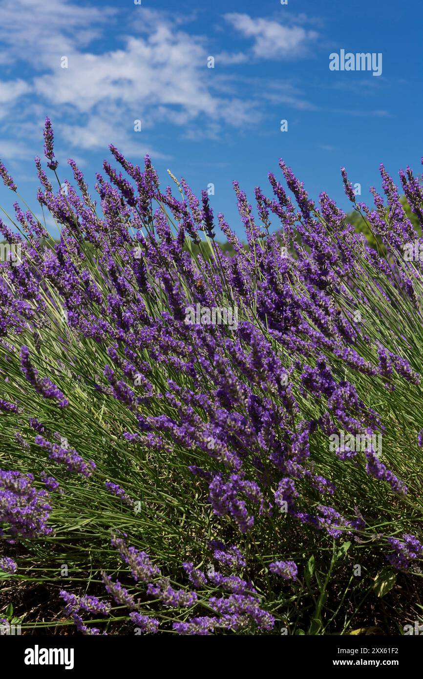 Champ de lavande violette en Provence au foyer sélectif. Fleurs de lavande au coucher du soleil, avec floraison lavanda. Plantes Lavandula angustifolia en pleine floraison Banque D'Images