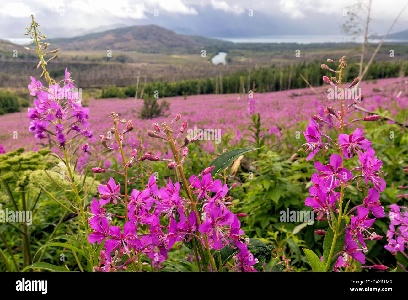 Champ d'herbe à feu (Chamerion angustifolium) - route du lac Skilak sur la péninsule de Kenai, Alaska Banque D'Images