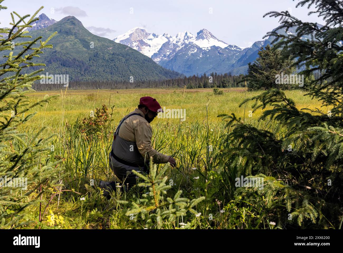 Personne qui étudie les champignons à Brown Bear Bay avec le mont Iliamna en arrière-plan - Chinitna Bay, près du parc national et réserve du lac Clark, Alaska Banque D'Images