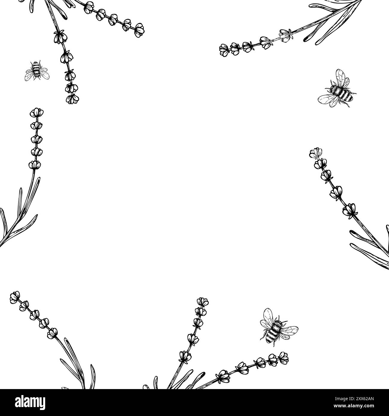 Cadre de vecteur avec bourdon et lavande. Fleurs linéaires peintes à la main. Clipart graphique isolé sur fond. Illustration botanique et de mariage. Pour Illustration de Vecteur