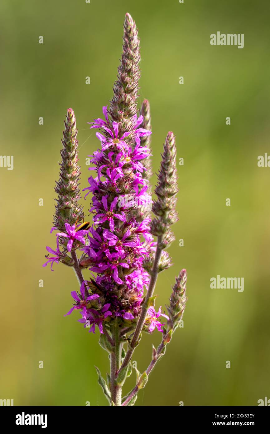 Cette image capture une vue rapprochée d'un Loosestrife pourpre (Lythrum salicaria) avec plusieurs fleurs empilées verticalement le long de la tige. Banque D'Images
