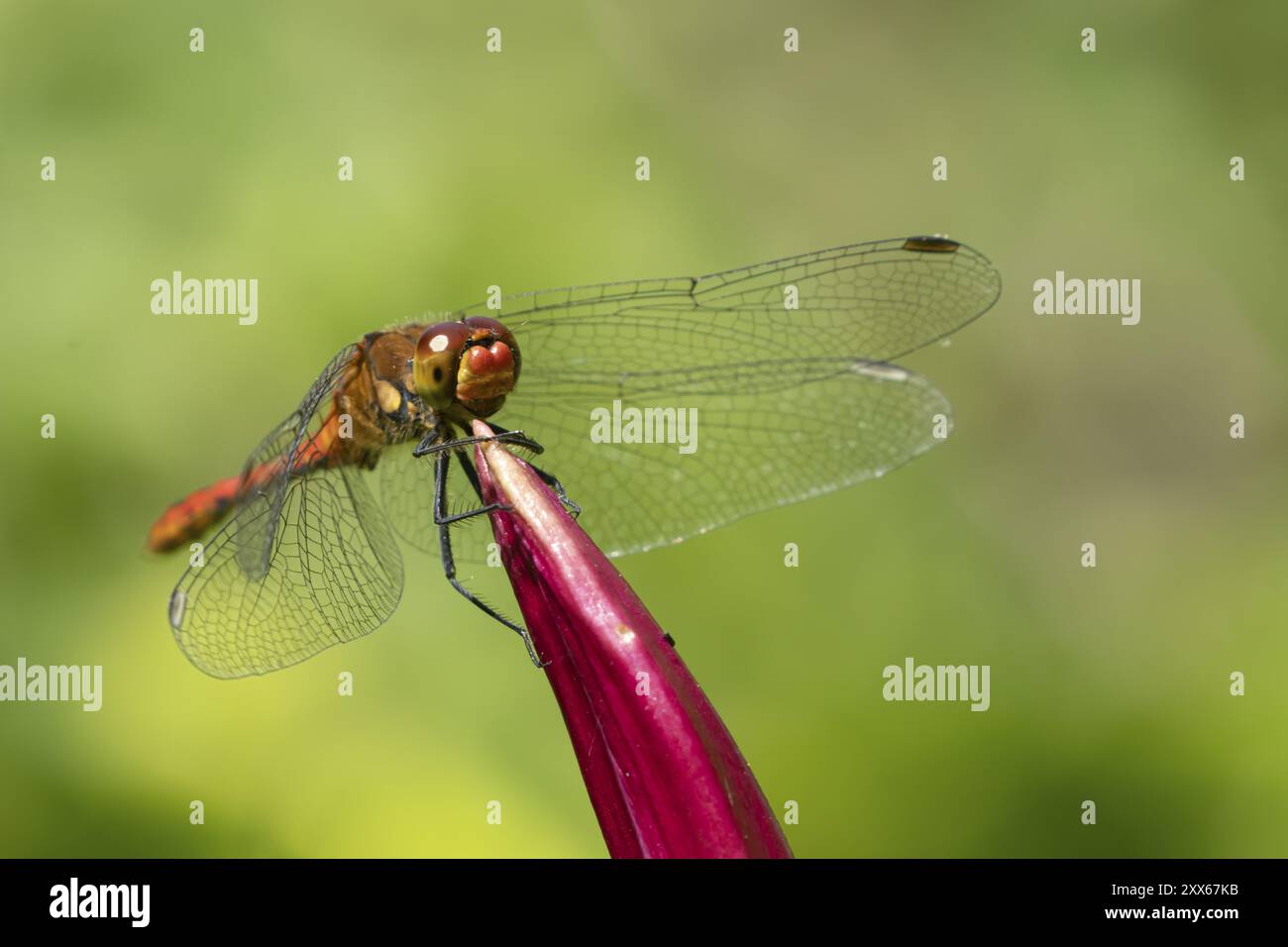 Libellule dard commun (Sympetrum striolatum) insecte mâle adulte reposant sur une fleur de lis de jardin, Suffolk, Angleterre, Royaume-Uni, Europe Banque D'Images