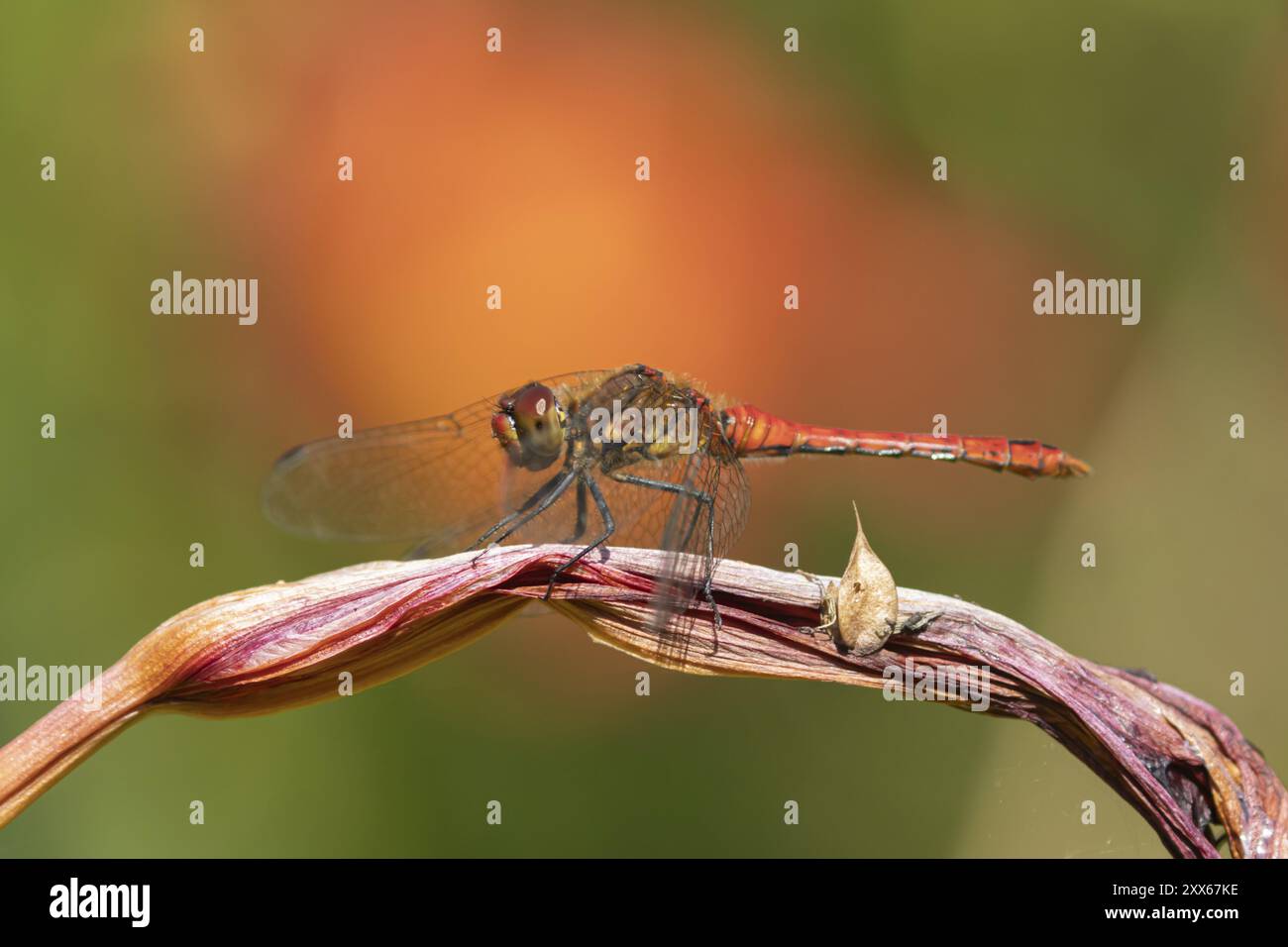 Libellule dard commun (Sympetrum striolatum) insecte mâle adulte reposant sur une fleur de lis de jardin, Suffolk, Angleterre, Royaume-Uni, Europe Banque D'Images