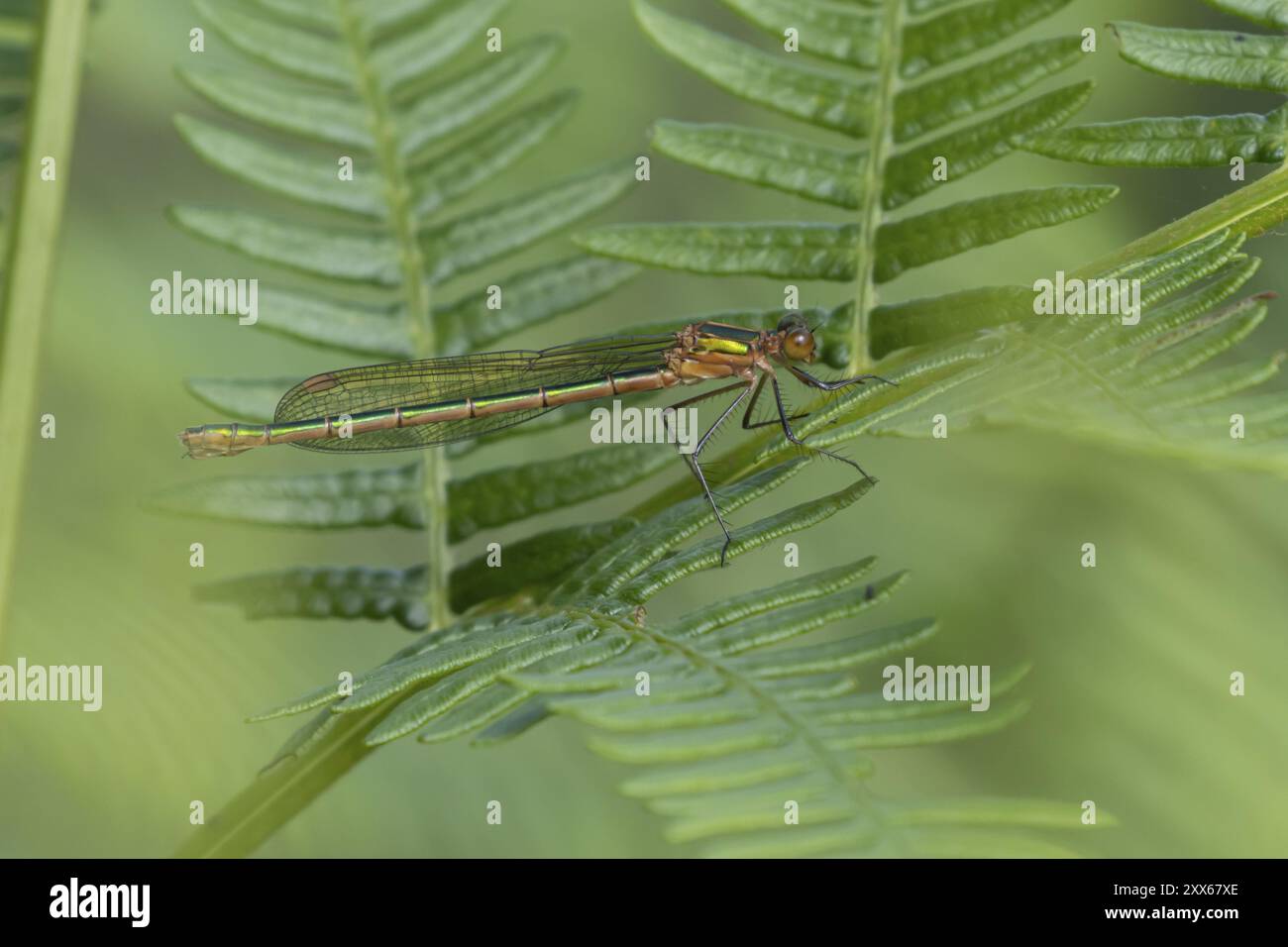 Insecte femelle adulte de la demoiselle émeraude (Lestes sponsa) reposant sur une feuille de Bracken, Suffolk, Angleterre, Royaume-Uni, Europe Banque D'Images