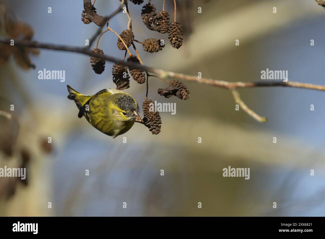 Siskin (Spinus spinus) oiseau adulte se nourrissant sur un cône d'aulne en hiver, Suffolk, Angleterre, Royaume-Uni, Europe Banque D'Images