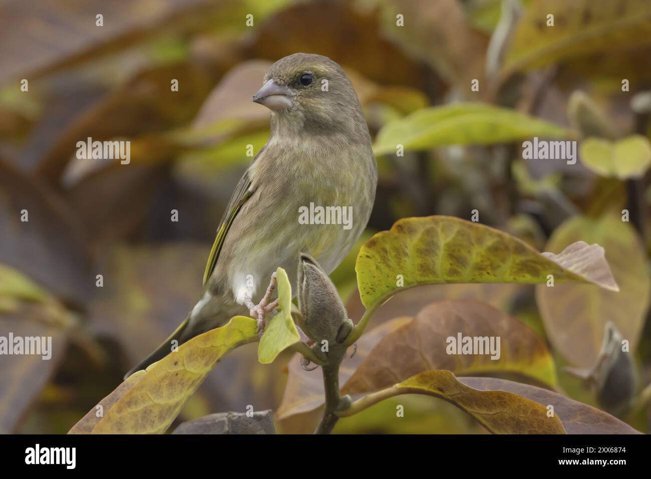 Oiseau adulte européen (Chloris chloris) parmi les feuilles automnales d'un Magnolia de jardin à l'automne, Suffolk, Angleterre, Royaume-Uni, UE Banque D'Images