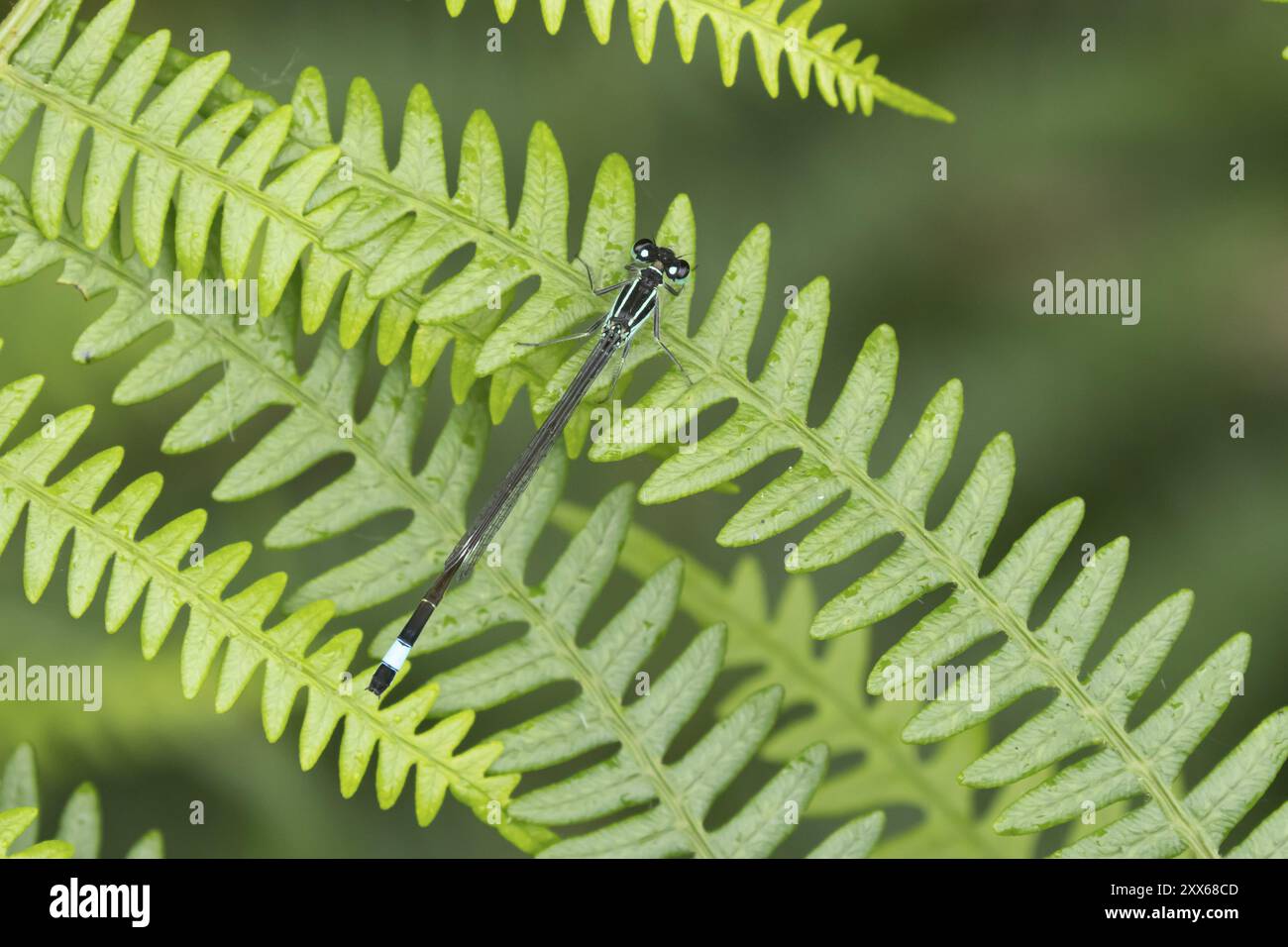 Insecte adulte de la petite demoiselle bleue commune (Enallagma cyathigerum) reposant sur une feuille de Bracken, Suffolk, Angleterre, Royaume-Uni, Europe Banque D'Images