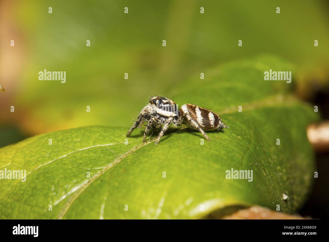 Salticus scenicus, Zebraspringspinne, spider retour zebra Banque D'Images