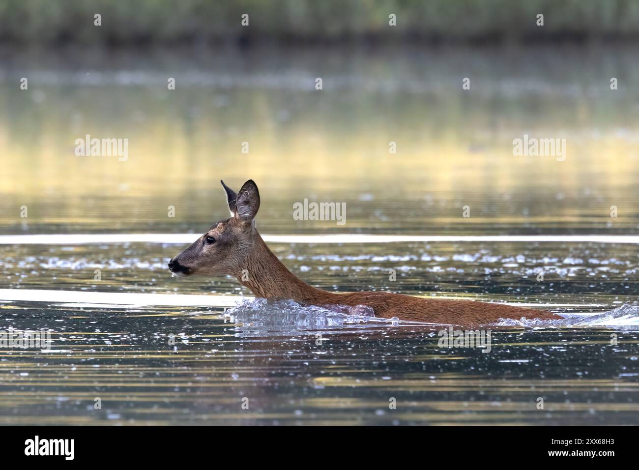 Chèvre roé nageant dans la rivière, Europe, Autriche, haute-Autriche, Europe Banque D'Images