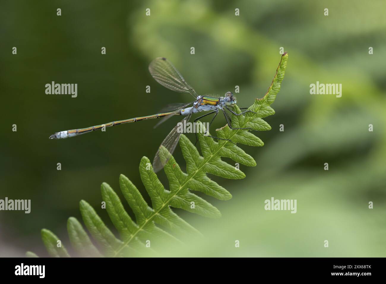 Insecte mâle adulte de la demoiselle émeraude (Lestes sponsa) reposant sur une feuille de Bracken, Suffolk, Angleterre, Royaume-Uni, Europe Banque D'Images