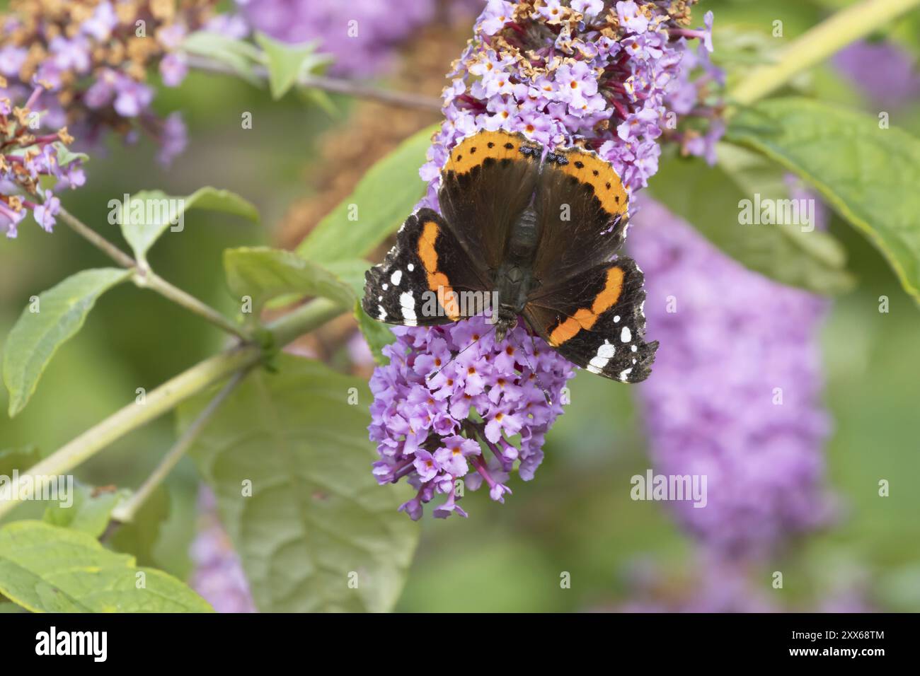 Papillon amiral rouge (Vanessa atalanta) insecte adulte se nourrissant sur une fleur de Bouddleja de jardin pourpre, Suffolk, Angleterre, Royaume-Uni, Europe Banque D'Images