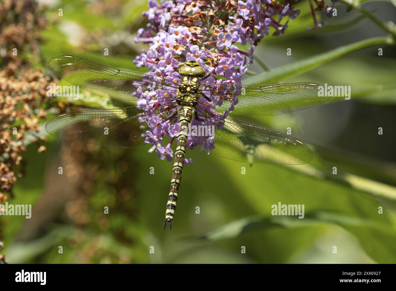 Insecte femelle adulte de libellule faucheuse du sud (Aeshna cyanea) reposant sur une fleur de Bouddleja de jardin pourpre, Suffolk, Angleterre, Royaume-Uni, Europe Banque D'Images