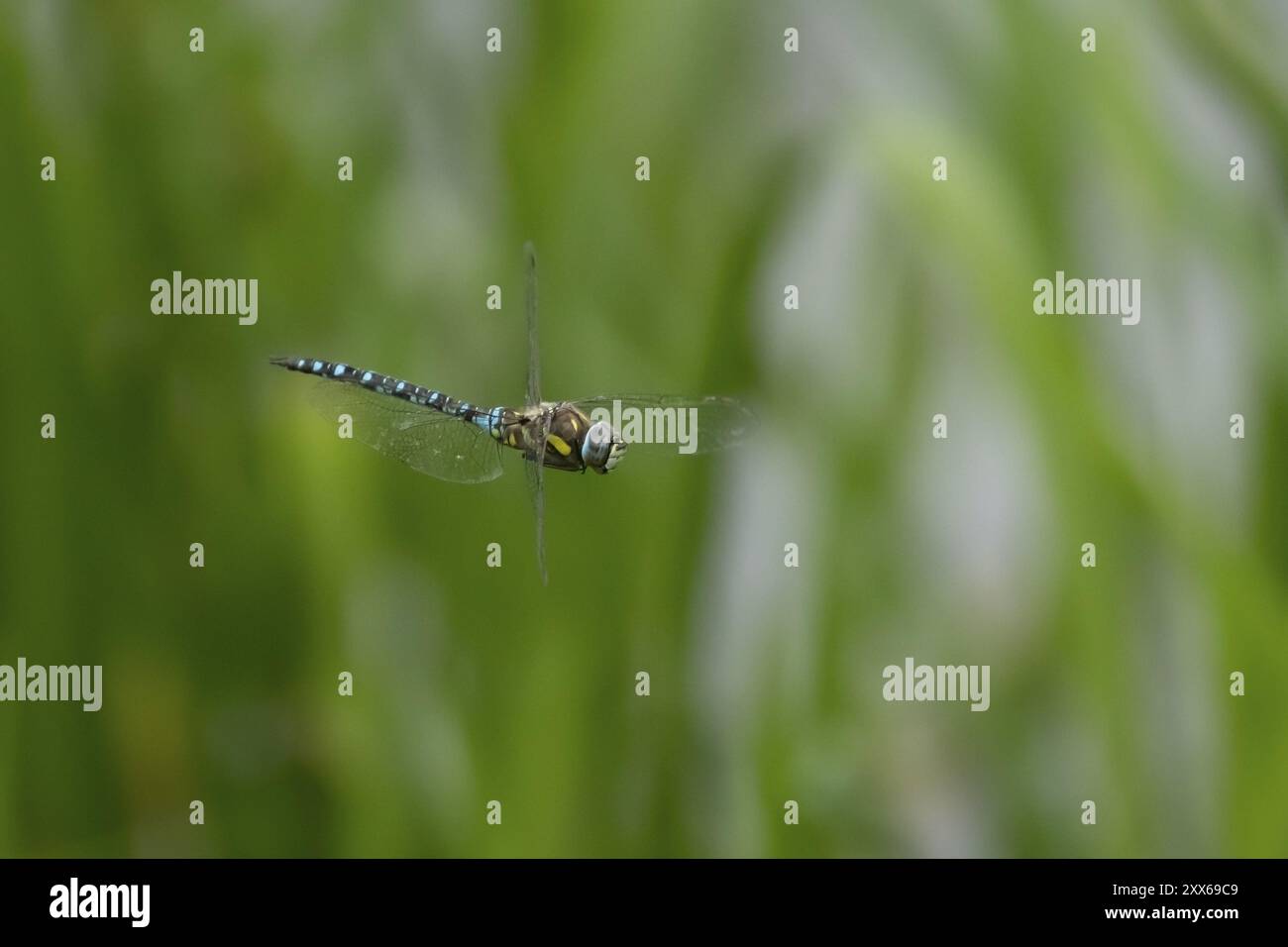 Libellule faucheuse migrante (Aeshna mixta) insecte adulte volant en été, Suffolk, Angleterre, Royaume-Uni, Europe Banque D'Images